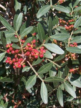 Σχίνος (Pistacia lentiscus). &lt;br/&gt; Πηγή: http://el.wikipedia.org/wiki/