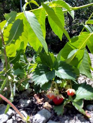 Φυτό φράουλας, Κυπερούντα. &lt;br/&gt; Πηγή: Στάλω Λαζάρου.