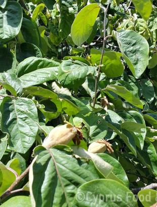 Κυδωνιά, Κυπερούντα. &lt;br/&gt; Πηγή: Στάλω Λαζάρου.