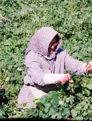 Μάζεμα μολόχων. &lt;br/&gt; Άδεια δημοσίευσης: Υπουργείο Γεωργίας.