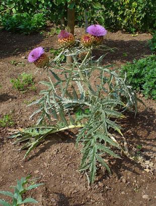 Χωστές, αυτοφυές χόρτο της Κύπρου (Cynara cardunculus). &lt;br/&gt; H. Zell, https://commons.wikimedia.org/wiki/File:Cynara_cardunculus_006.JPG
