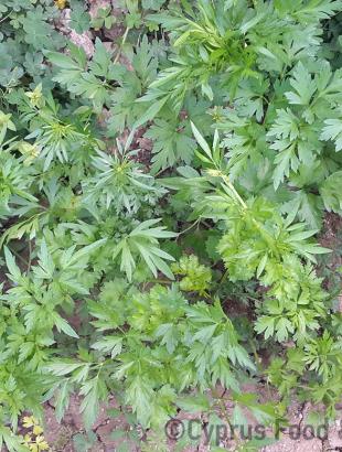 Μαϊντανός, ένα από τα πιο διαδεδομένα αρωματικά φυτά της κυπριακής κουζίνας. &lt;br/&gt; Πηγή: Στάλω Λαζάρου.