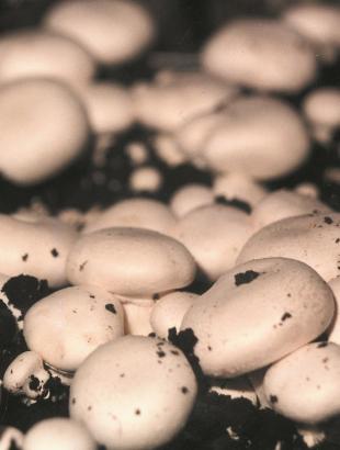 Μανιτάρια καλλιεργημένα.