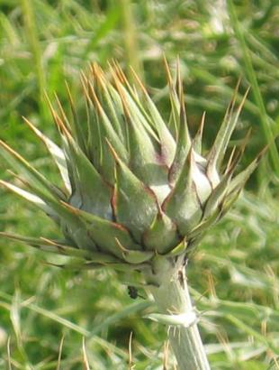 Αγριοαγκινάρα. &lt;br/&gt; Πηγή: Ιστοσελίδα Facebook.