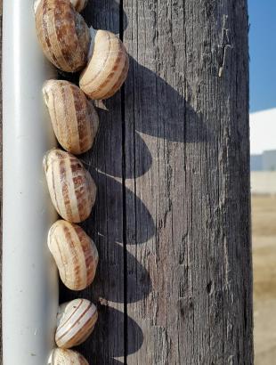 Καραόλοι (σαλιγκάρια). &lt;br/&gt; Πηγή: Στάλω Λαζάρου.