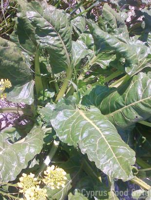 Λάχανα (σέσκουλα). &lt;br/&gt; Πηγή: Στάλω Λαζάρου.