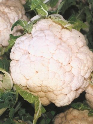 Κουνουπίδια. &lt;br/&gt; Άδεια δημοσίευσης: Υπουργείο Γεωργίας.