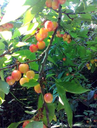 Κεράσια για γλυκό. &lt;br/&gt; Πηγή: Στάλω Λαζάρου.
