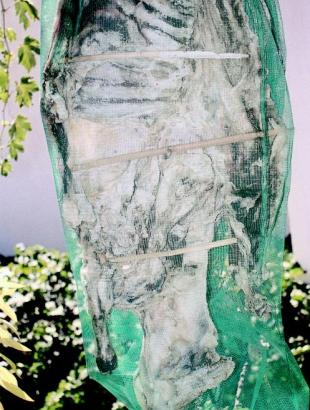 Απόχτι. &lt;br/&gt; Άδεια δημοσίευσης: Υπ. Γεωργίας.