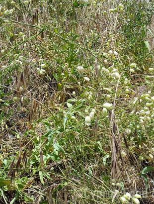 Στρουθκιά, Κυπερούντα.