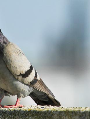 Πεζούνι (περιστέρι).