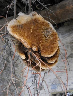 ‘Πίττες’ σε κλαδί από άγριο μελίσσι, Κάτω Δρυς 2014.