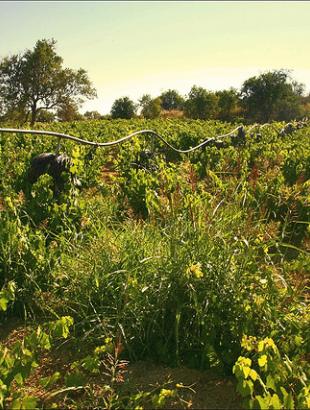 Αμπέλια στην Αμαργέτη