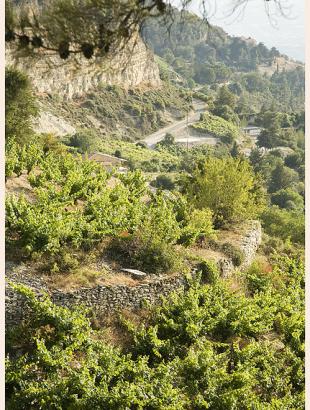 Αμπέλια στην Παναγιά