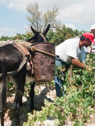 Το κόψιμο των σταφυλιών κατά τον τρύγο.