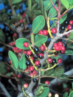 Pistacia lentiscus (σχινιά). Φωτ. Χ. Χριστοδούλου.