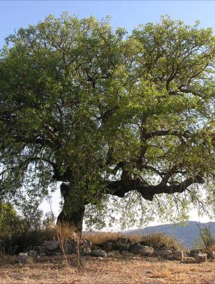Pistacia atlantica subsp. cypricola, ο τρέμιθος, η τρεμιθκιά. Λυσός, Πάφος. Φωτ. Χ. Χριστοδούλου, 2006.