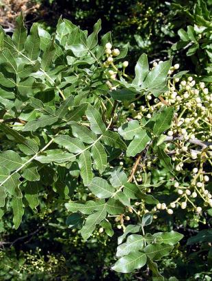 Φύλλα και καρποί της Pistacia atlantica subsp. cypricola. Φωτ. Χ. Χριστοδούλου, 2006