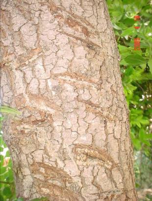 Πληγωμένος κορμός τρεμιθκιάς. Φωτ. Γ. Γαβριήλ, 2005.