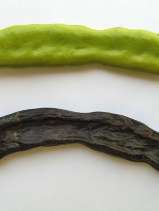 Ώριμος και ανώριμος καρπός χαρουπιάς