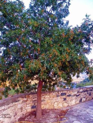 Δένδρο τρεμιθιάς &lt;br/&gt;Πηγή: http://www.hellenica.de/Griechenland/Zypern/GR/Kapileio04.html