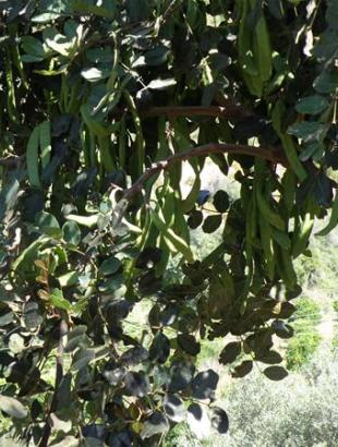 Carobs and carob syrup, exports in the 18th c.