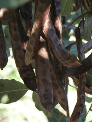 Carobs and carob syrup, exports in the 18th c.