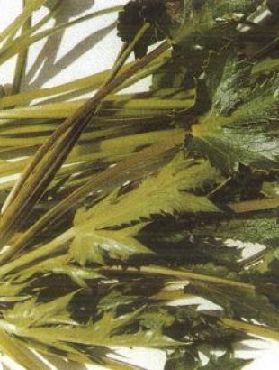 Πάγκαλλος, Καντζηλάρης Γ. (2007) 276.