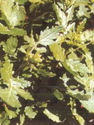 Λαψάνες, Καντζηλάρης Γ. (2007) 273.