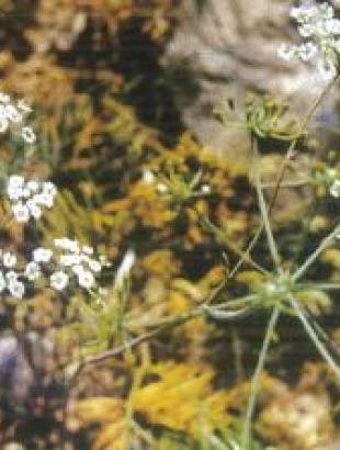 Σταυροκάρυα. Καντζηλάρης Γ. (2007) 278.