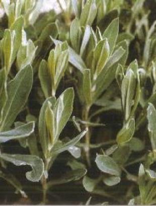 Στρουθούθκια ή τσακρίδκια, Καντζηλάρης (2007) 279.