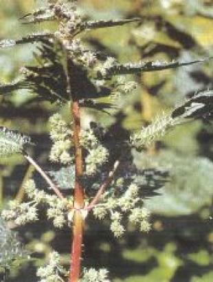 Τσουκνίθα, Καντζηλάρης Γ. (2007) 280.