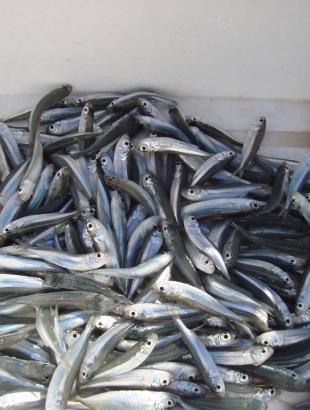 Φρέσκα ψάρια της κυπριακής θάλασσας.