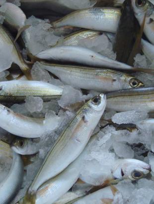 Φρέσκα ψάρια της κυπριακής θάλασσας.