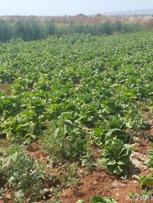 Φυτεία μαρουλιών στο Ακάκι. &lt;br/&gt; Πηγή: Στάλω Λαζάρου.