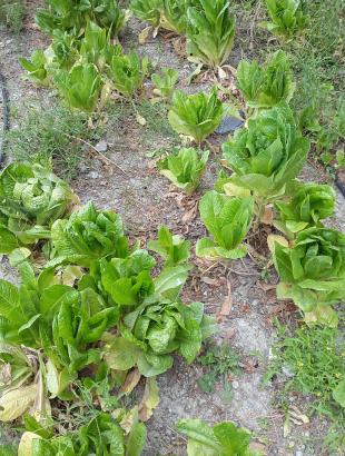 Μαρούλια (Κυπερούντα). &lt;br/&gt; Πηγή: Στάλω Λαζάρου.