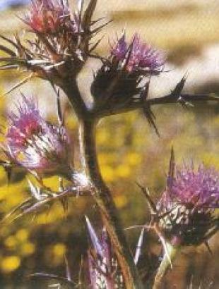 Νερόκαυλος. &lt;br/&gt; Καντζηλάρης 2007, 272.