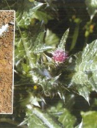 Γαουράγκαθα, Καντζηλάρης Γ. (2007) 271.