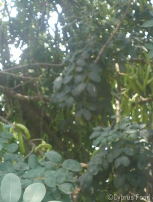 Πηγή: Βαρβάρα Γιάγκου