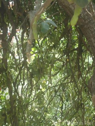 Πηγή: Βαρβάρα Γιάγκου