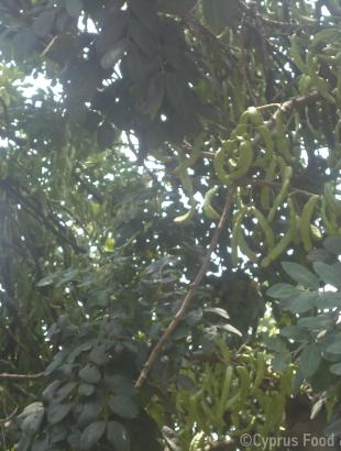 Πηγή: Βαρβάρα Γιάγκου