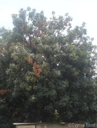 Πηγή: Βαρβάρα Γιάγκου