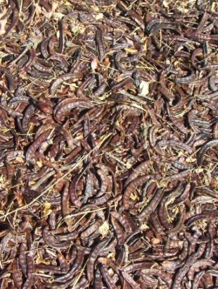 Τεράτσια (χαρούπια)