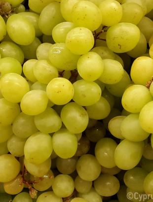 Σουλτανίνα. &lt;br/&gt; Πηγή: Στάλω Λαζάρου.