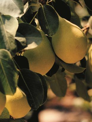 Αχλαδιά με ώριμους καρπούς