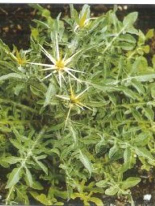 Ατρασιήα. &lt;br/&gt; Καντζηλάρης 2007, 270.