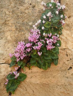 Κυκλάμινα (Cyclamen persicum) στους Τάφους των Βασιλέων στην Πάφο (2013).