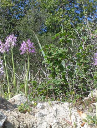 Ορχιδέες κοντά στην Κρήτου Τέρρα (2004).
