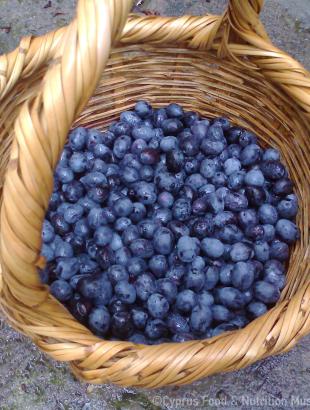 Ώριμες, μαύρες ελιές. &lt;br/&gt; Πηγή: Στάλω Λαζάρου.