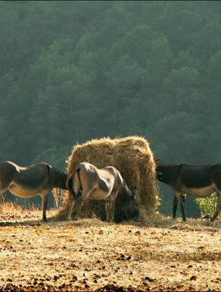 Γαϊδούρια. &lt;br/&gt; Πηγή: Φ. Γεωργιάδης.